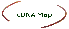 cDNA Map